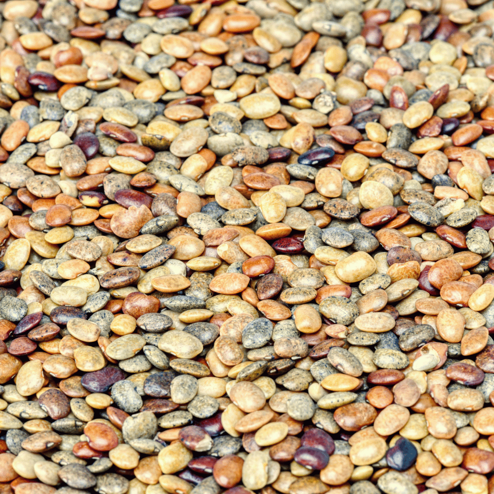 Himalayan Gahat/ Kulthi Dal (Horsegram)