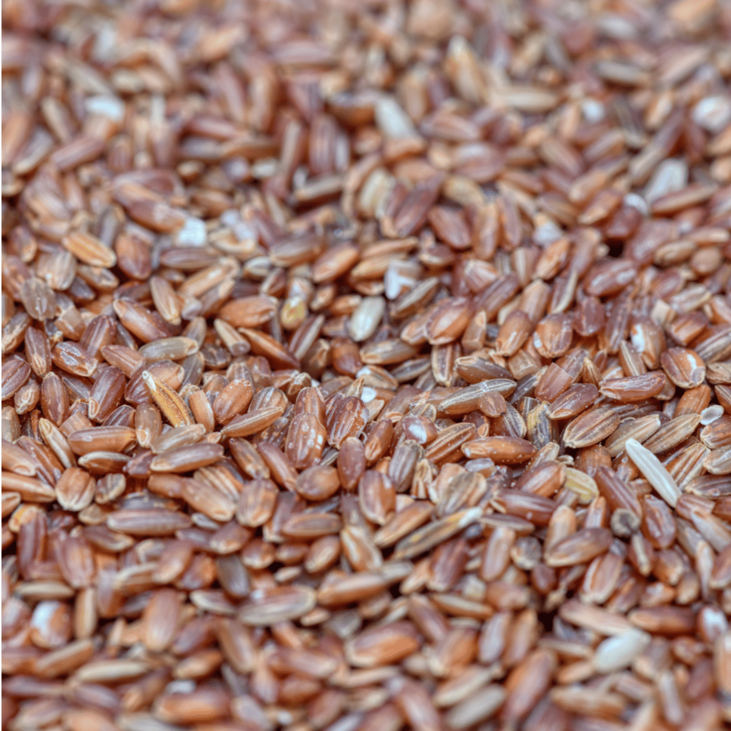 Himalayan Red Rice (Milled)